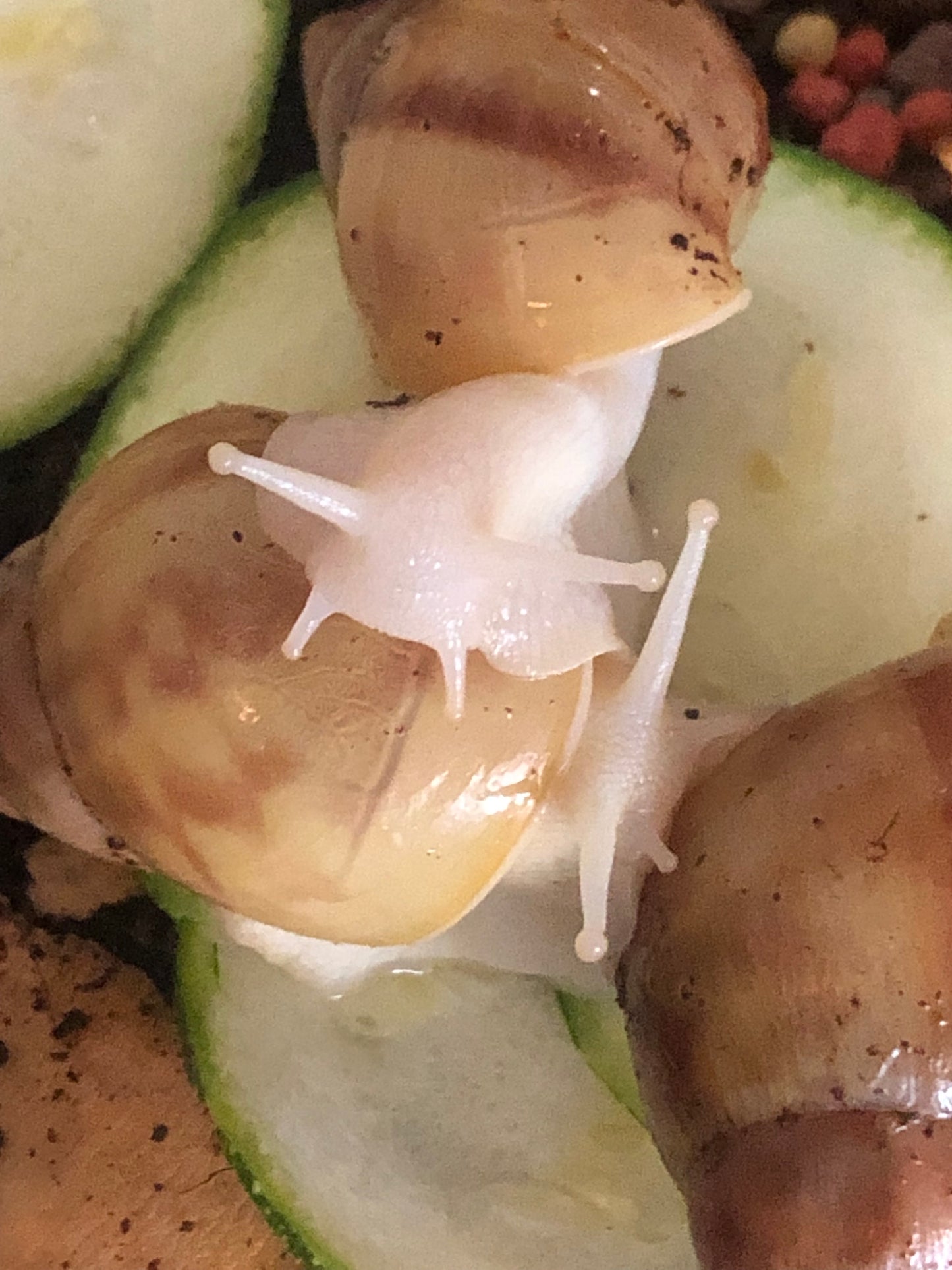 Lissachatina Fulica Hamillei var Jadatzi pied albinos