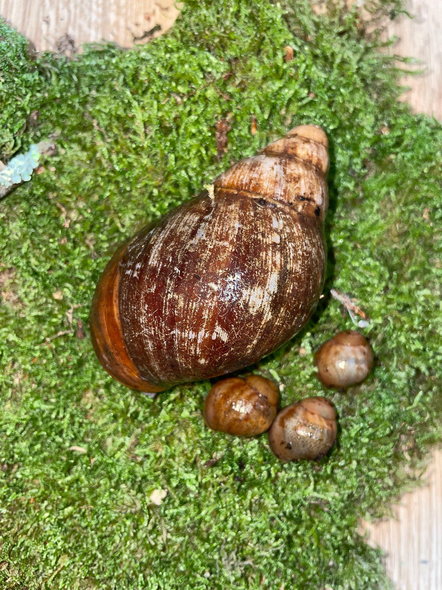 Archachatina marginata purpurea SP f1