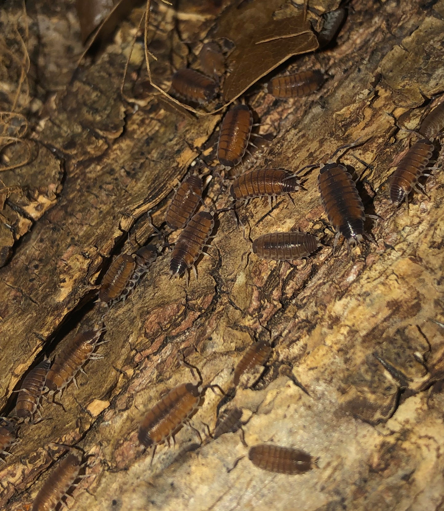 Philosia SP Thaïlande