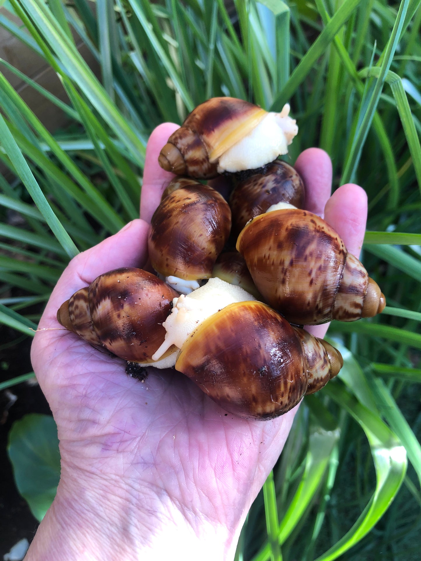 Archachatina Rhodostoma  bénin pied albinos