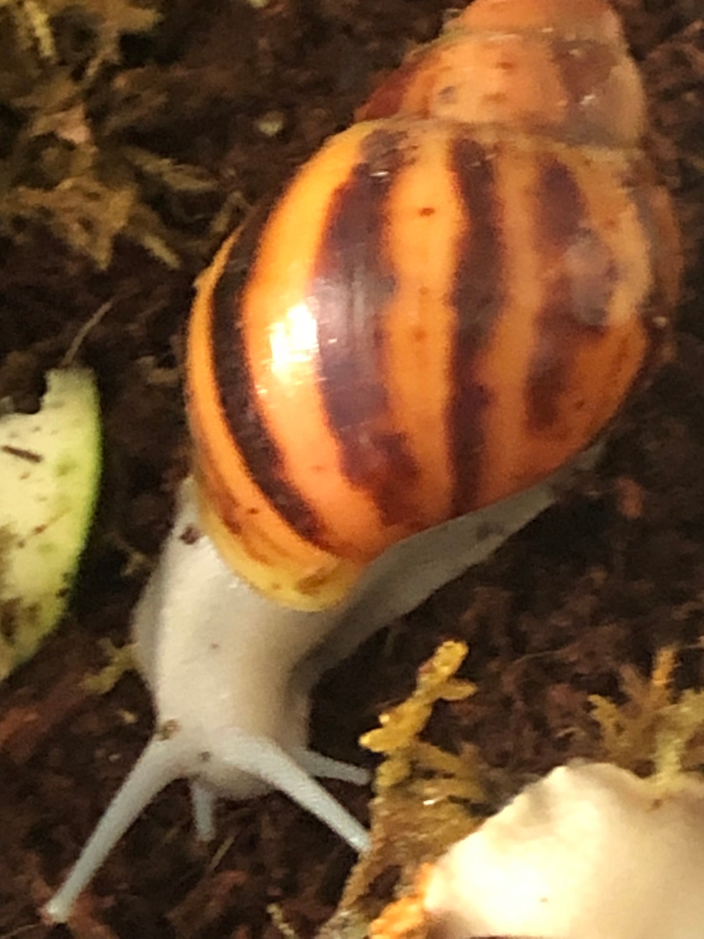 Archachatina marginata Suturalis pied silver