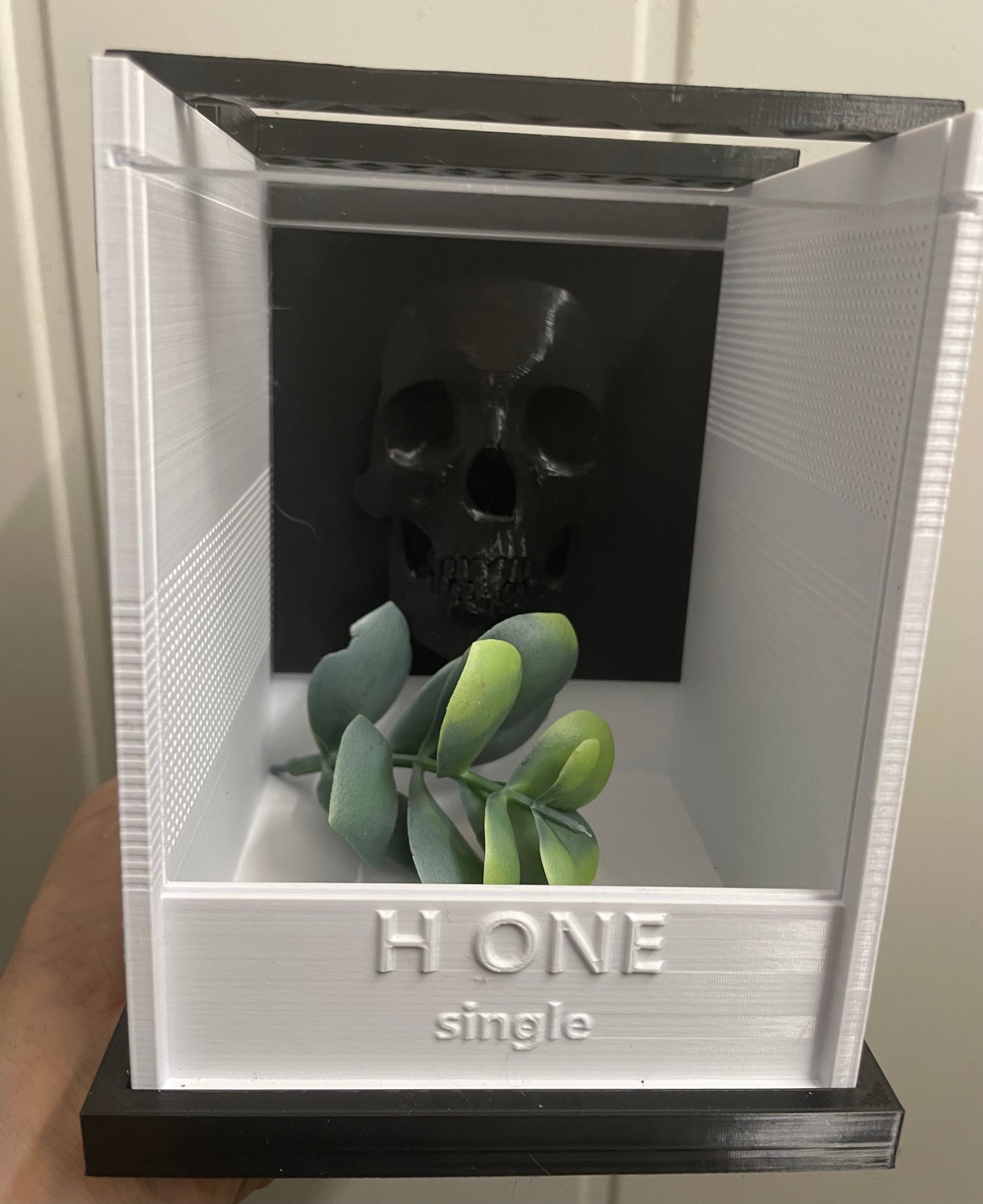 Terrarium " H one ' Single pour phidippus régius