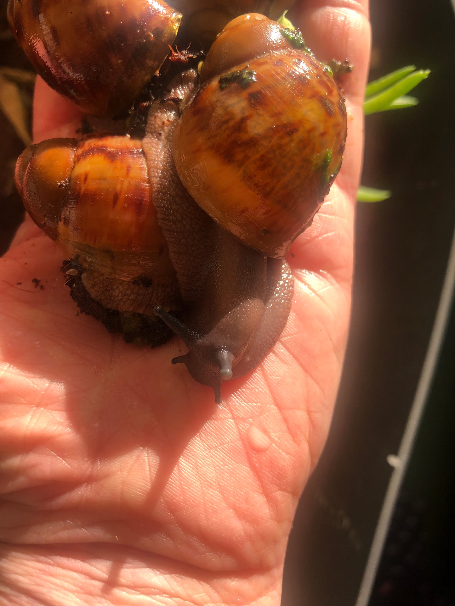 Archachatina Marginata Ovum xl pied foncé nc