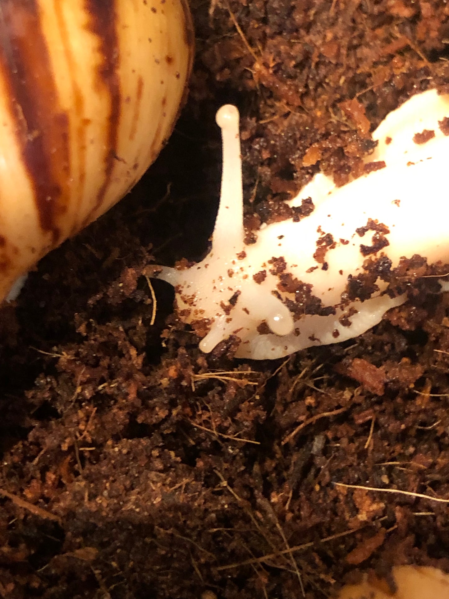 Archachatina Marginata Ovum Nigéria albinos