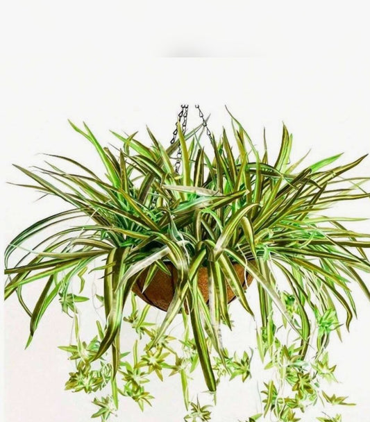 plante artificielle clorophytum