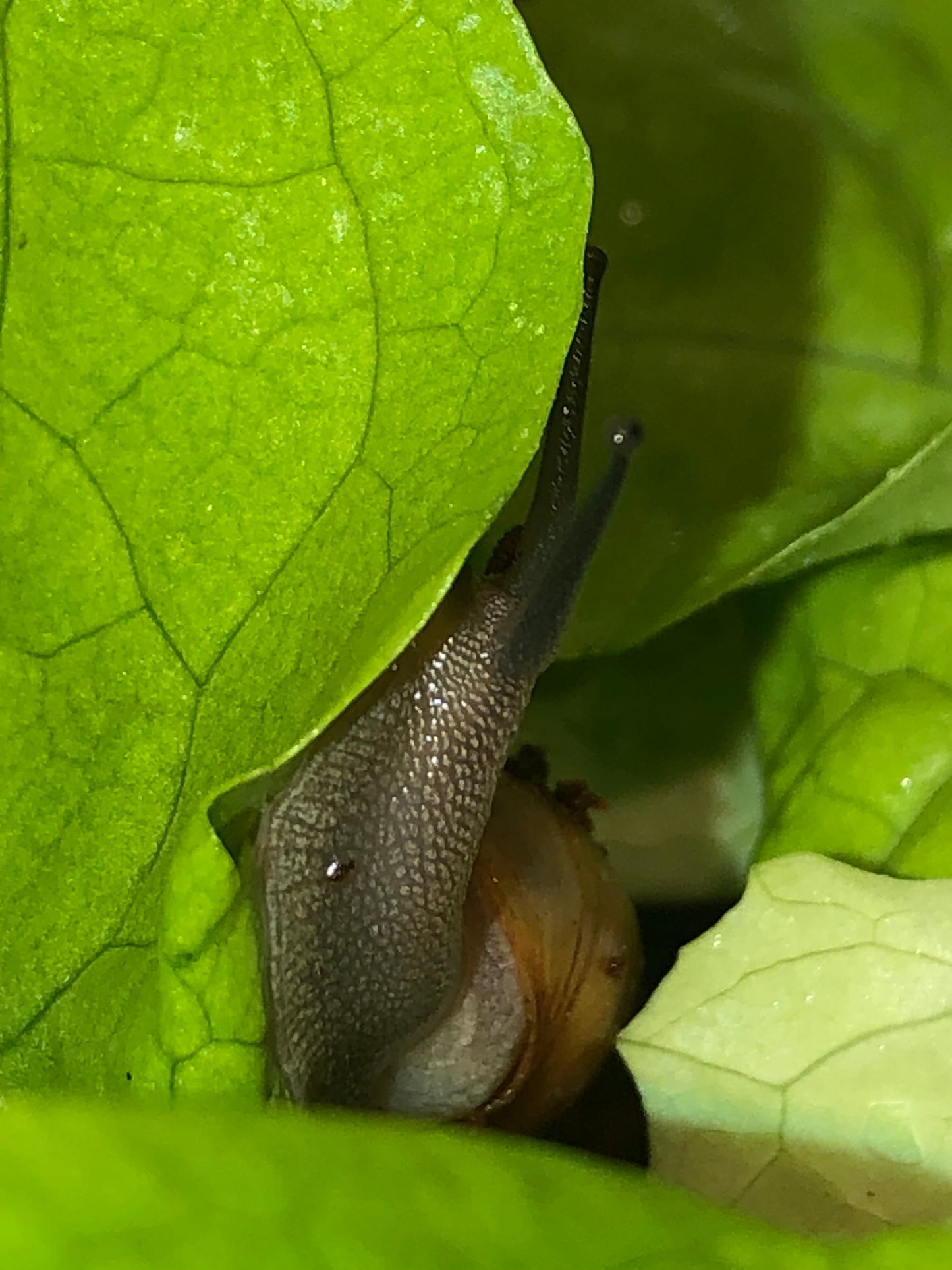 Camaena platyodon hainan