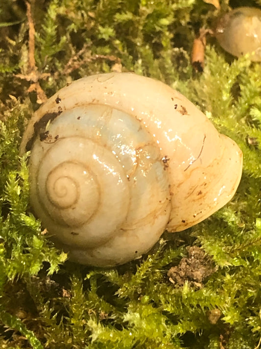 Camaena platyodon hainan