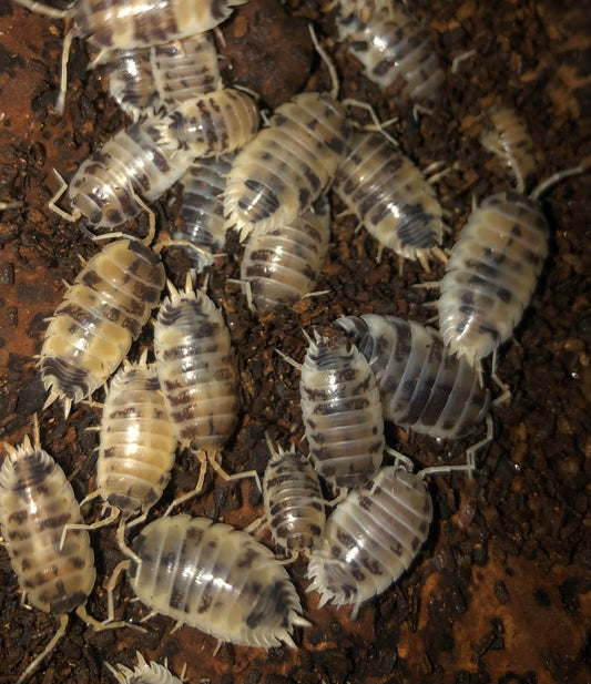 Porcellio leavis "Dairy cow"