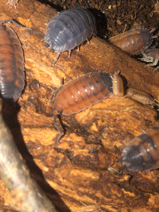 Porcellio Scaber "lava"