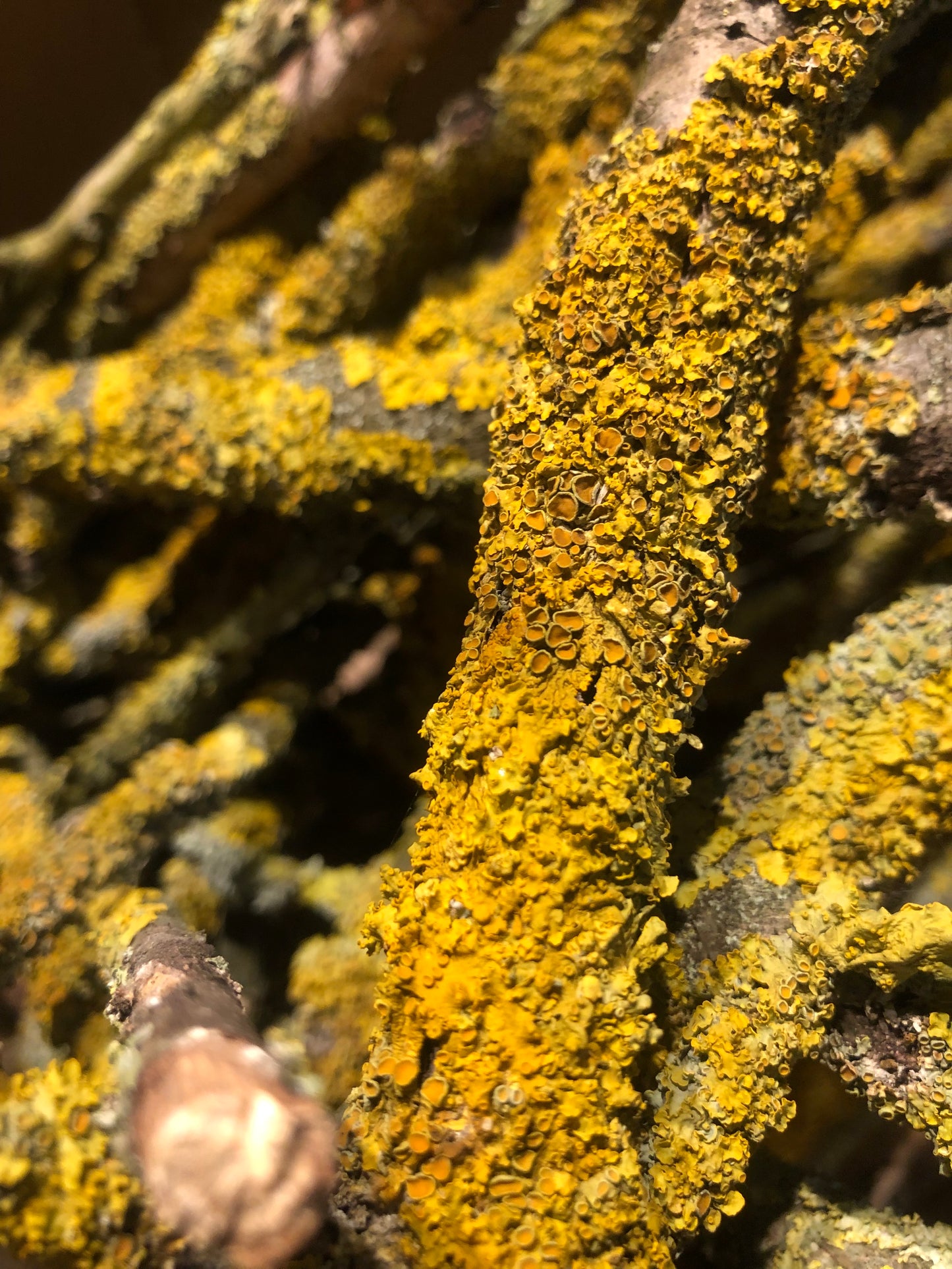 Lichen jaune/vert