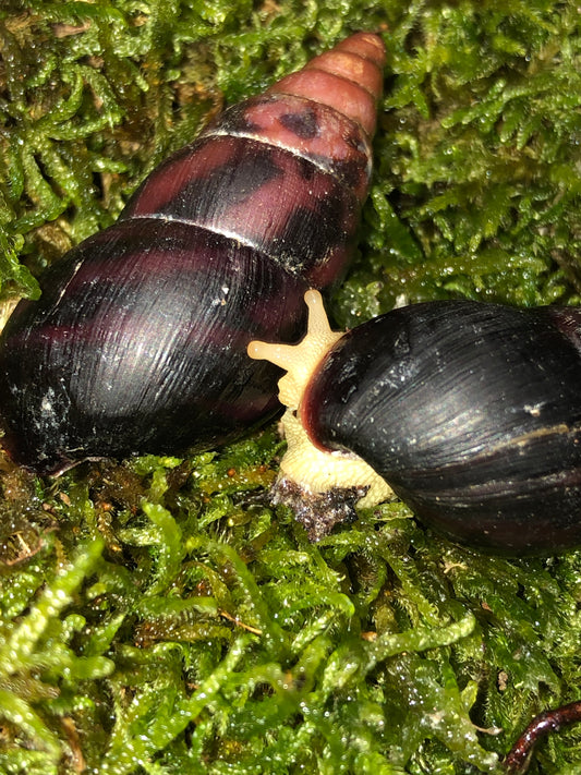 Limicoloria aurora aethiops pied albinos