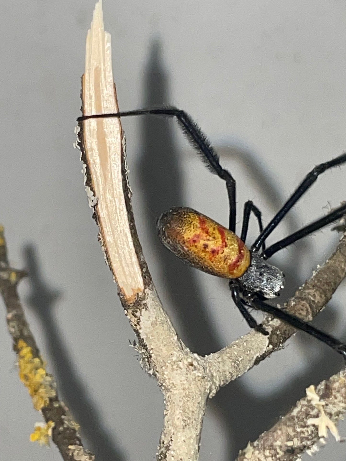 Trichonephila fenestrata venusta