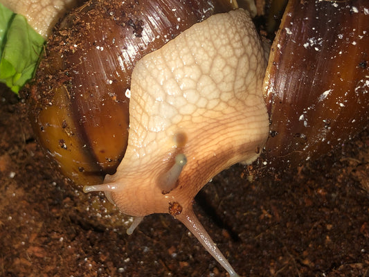 Lissachatina immaculata panthera