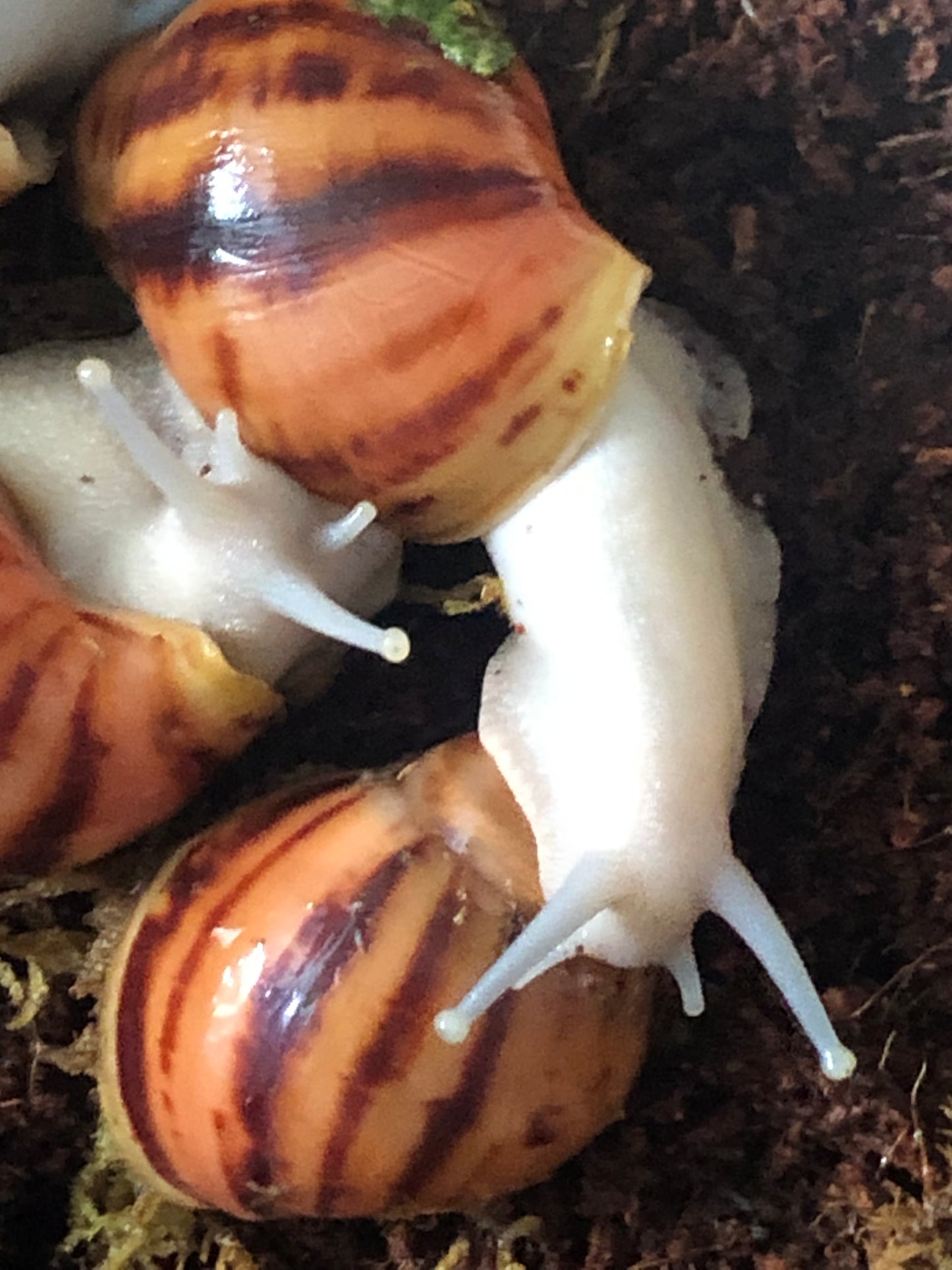 Archachatina marginata Suturalis pied silver