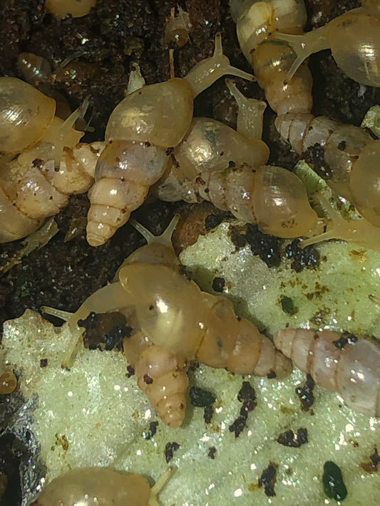 Paropeas achatinaceum Unawatuna shri lanka