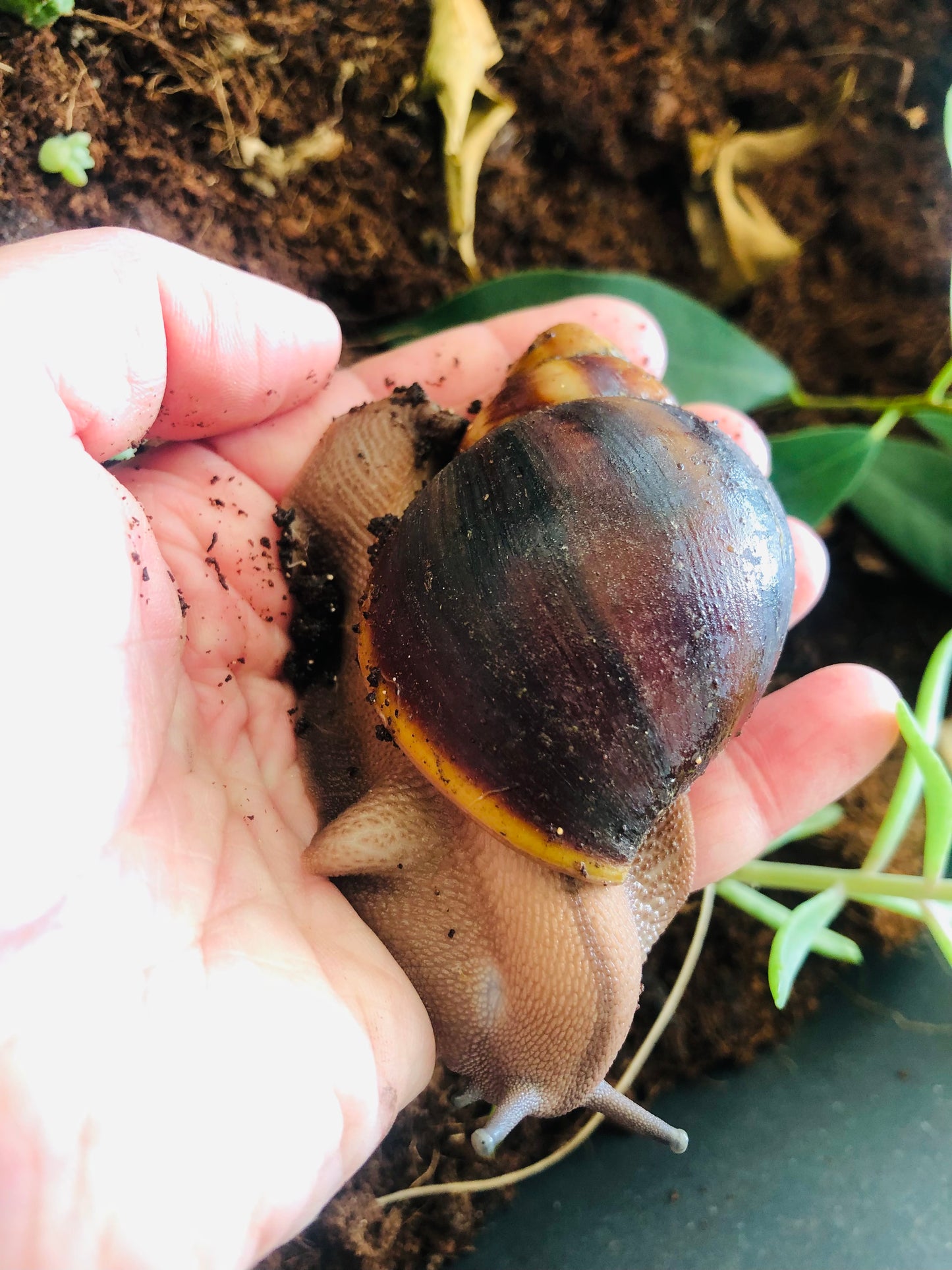 Archachatina Puerlati/Puylaerty classique pied foncé ou albinos