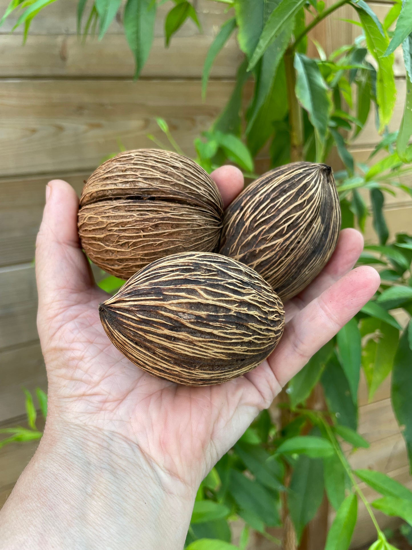 Boule de Mintolla naturel