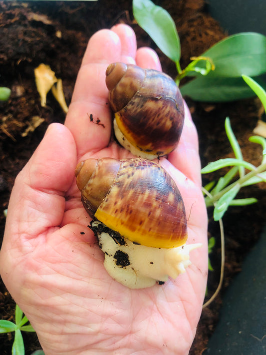 Archachatina Puylaerti (feu)  pied albinos