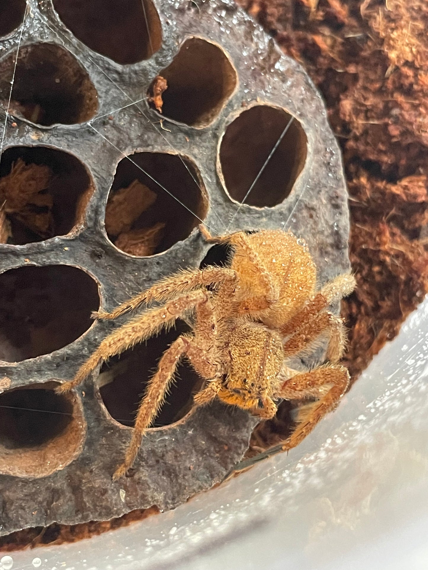 Heteropoda javana