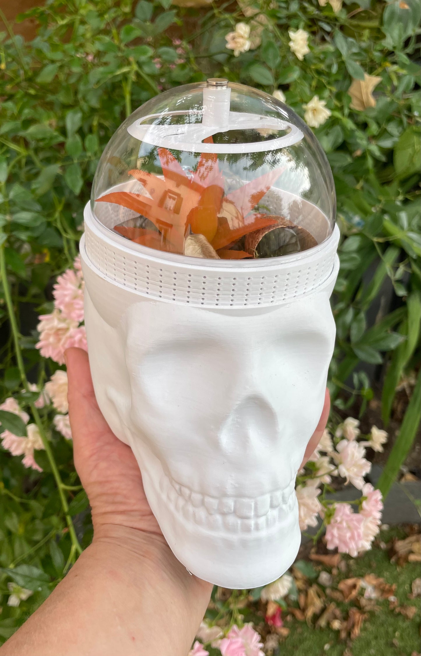 Terrarium Tête de Mort skull pour phidippus régius ou petits animaux