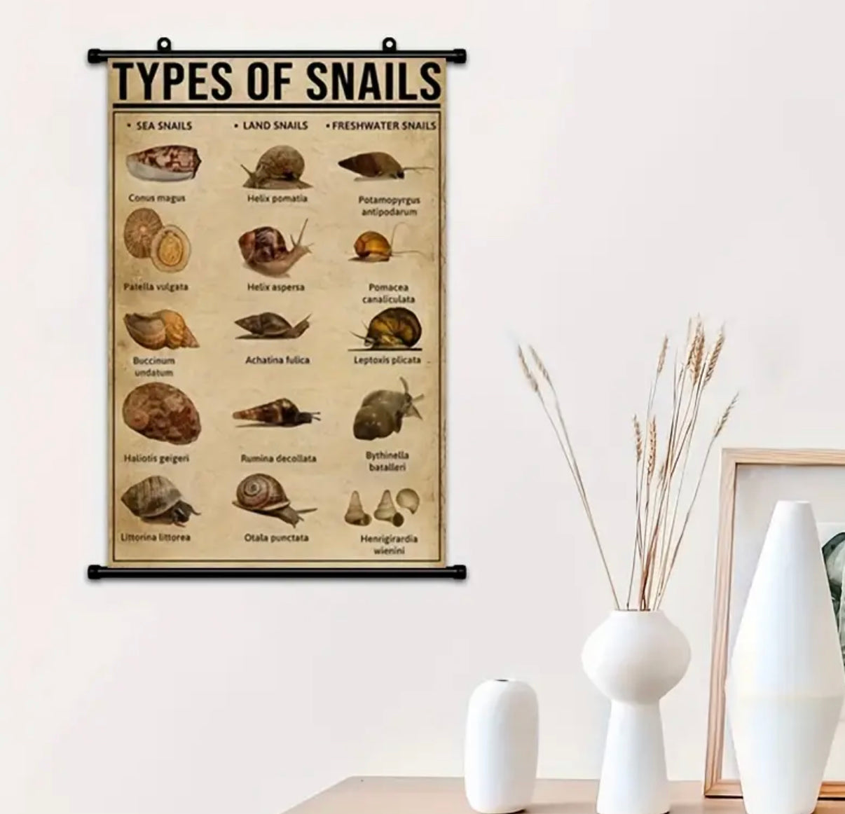 Affiche Toile type escargots