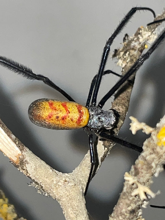 Trichonephila fenestrata venusta