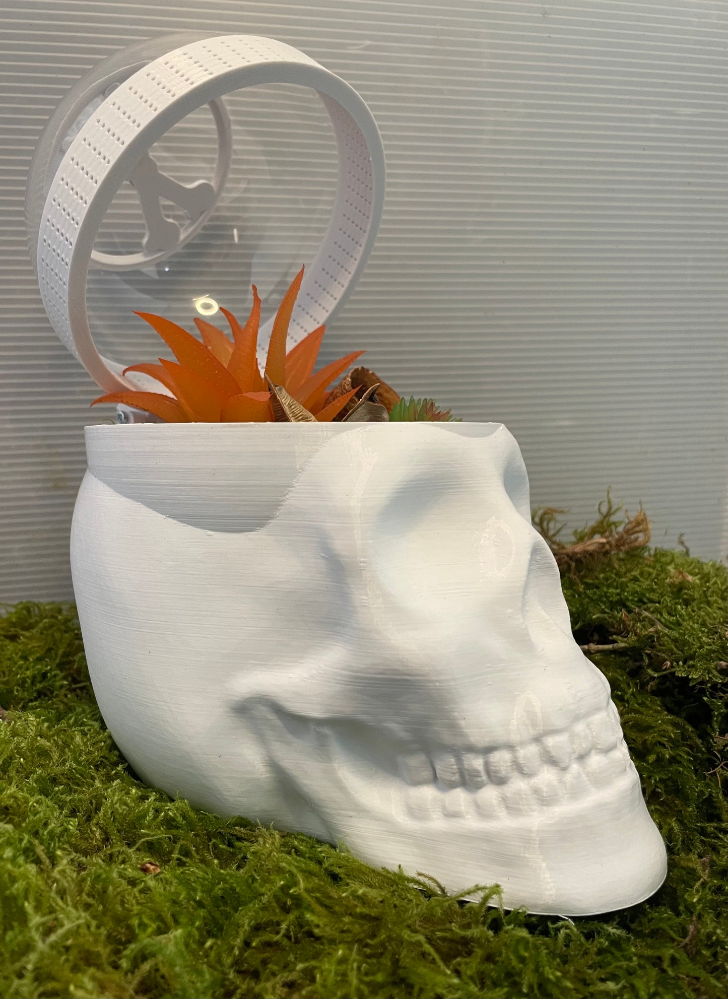 Terrarium Tête de Mort skull pour phidippus régius ou petits animaux