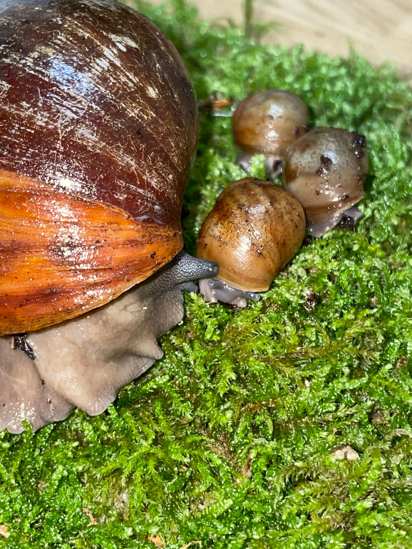 Archachatina marginata purpurea SP f1