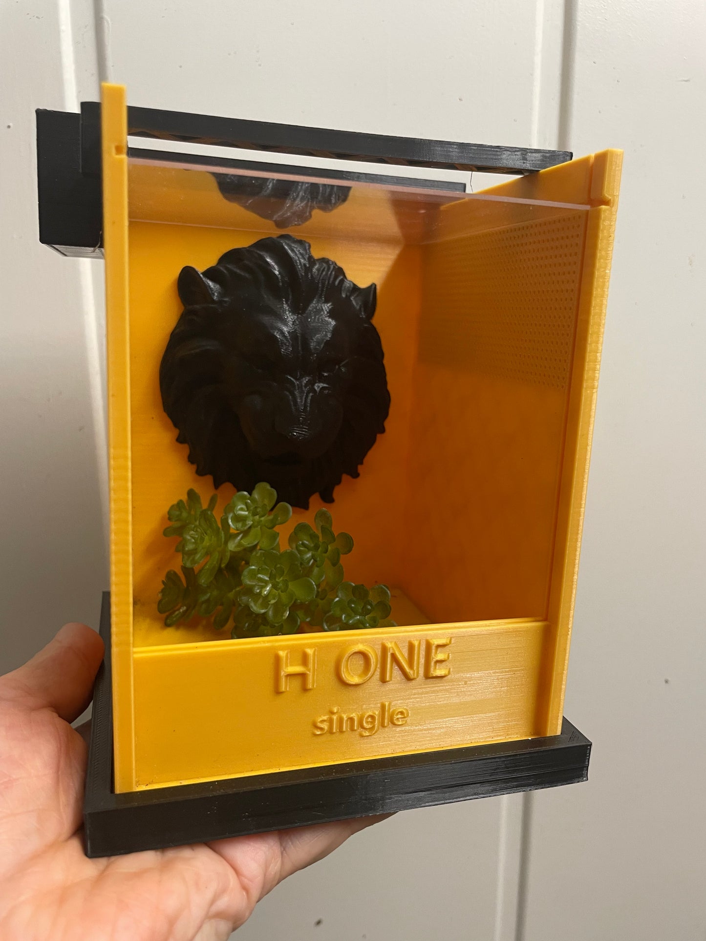 Terrarium " H one ' Single pour phidippus régius