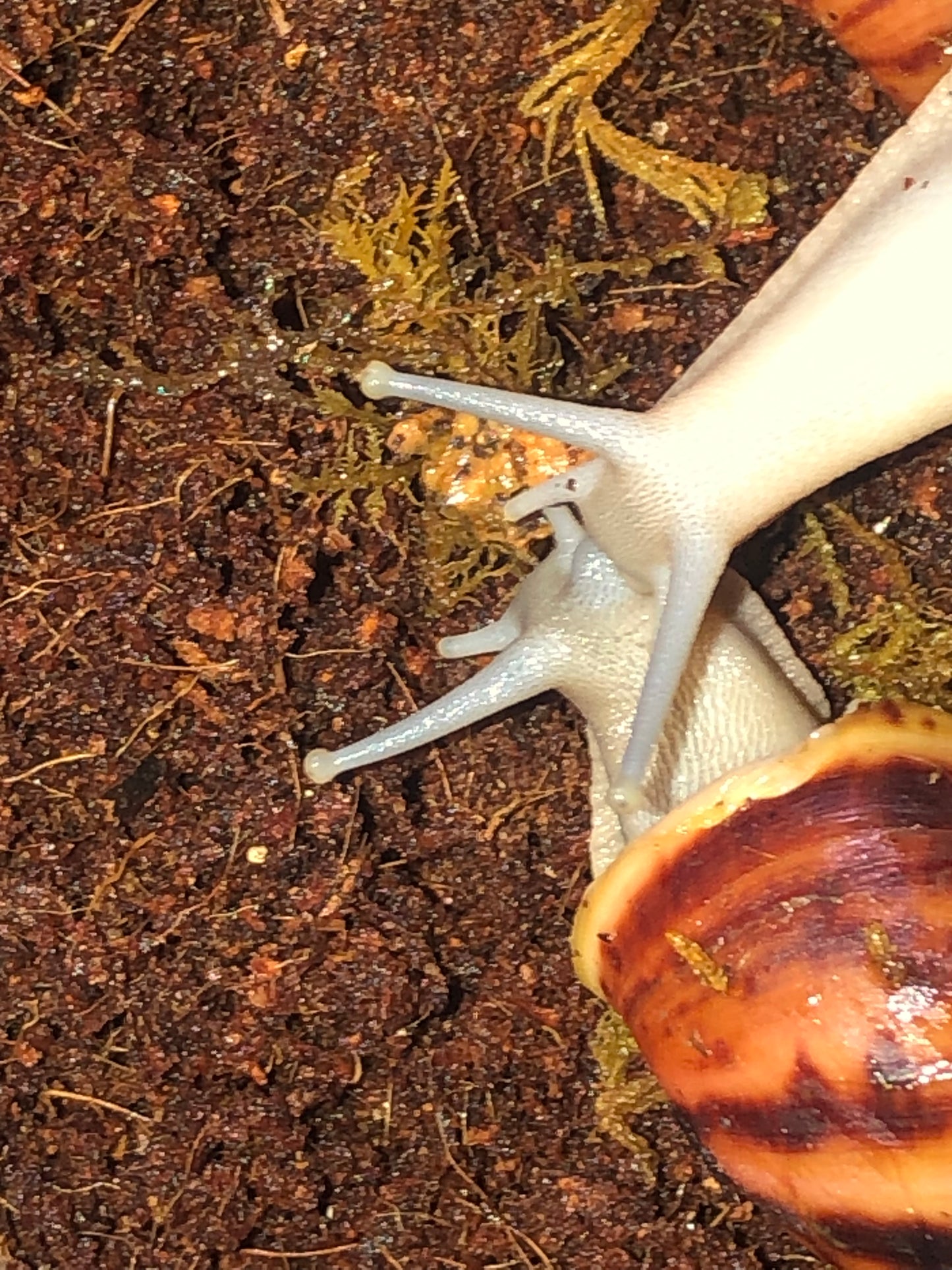 Archachatina marginata Suturalis pied silver