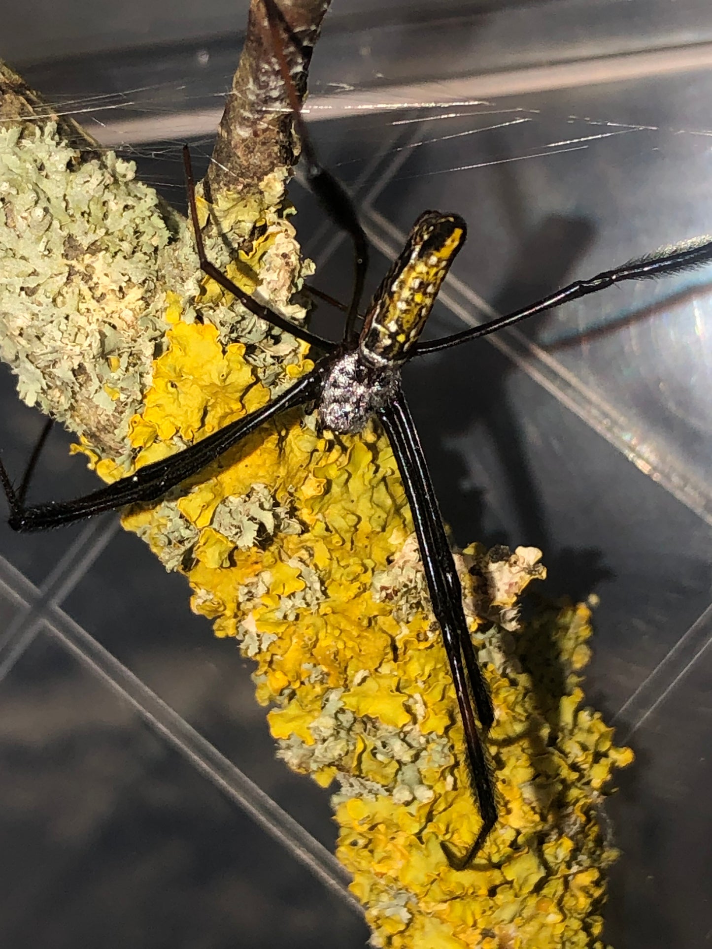 Trichonephila inaurata madagascariensis