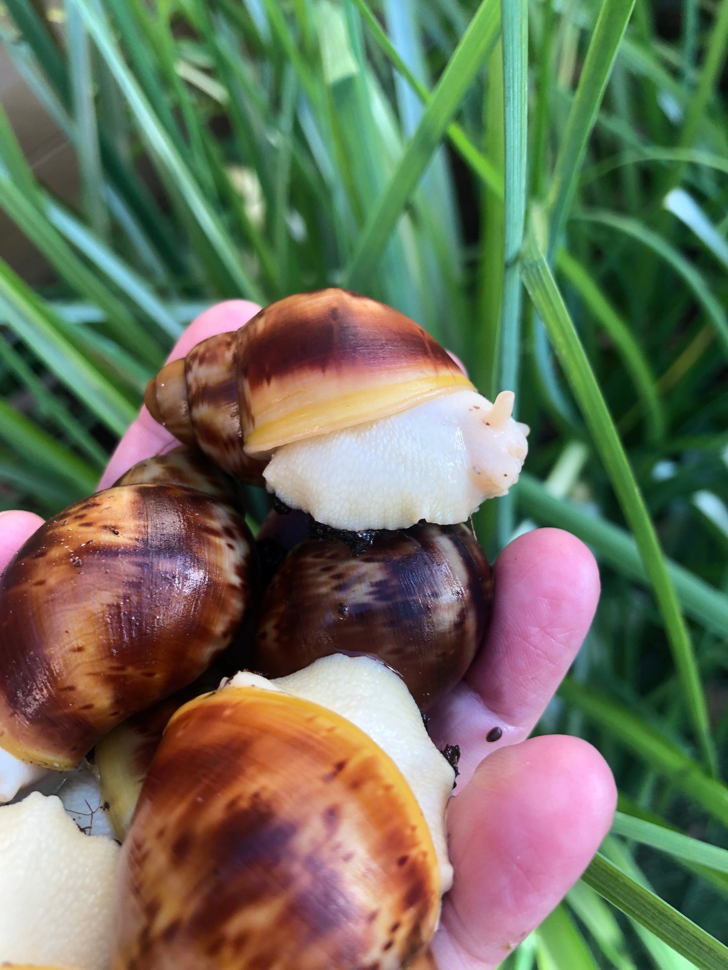 Archachatina Rhodostoma  bénin pied albinos