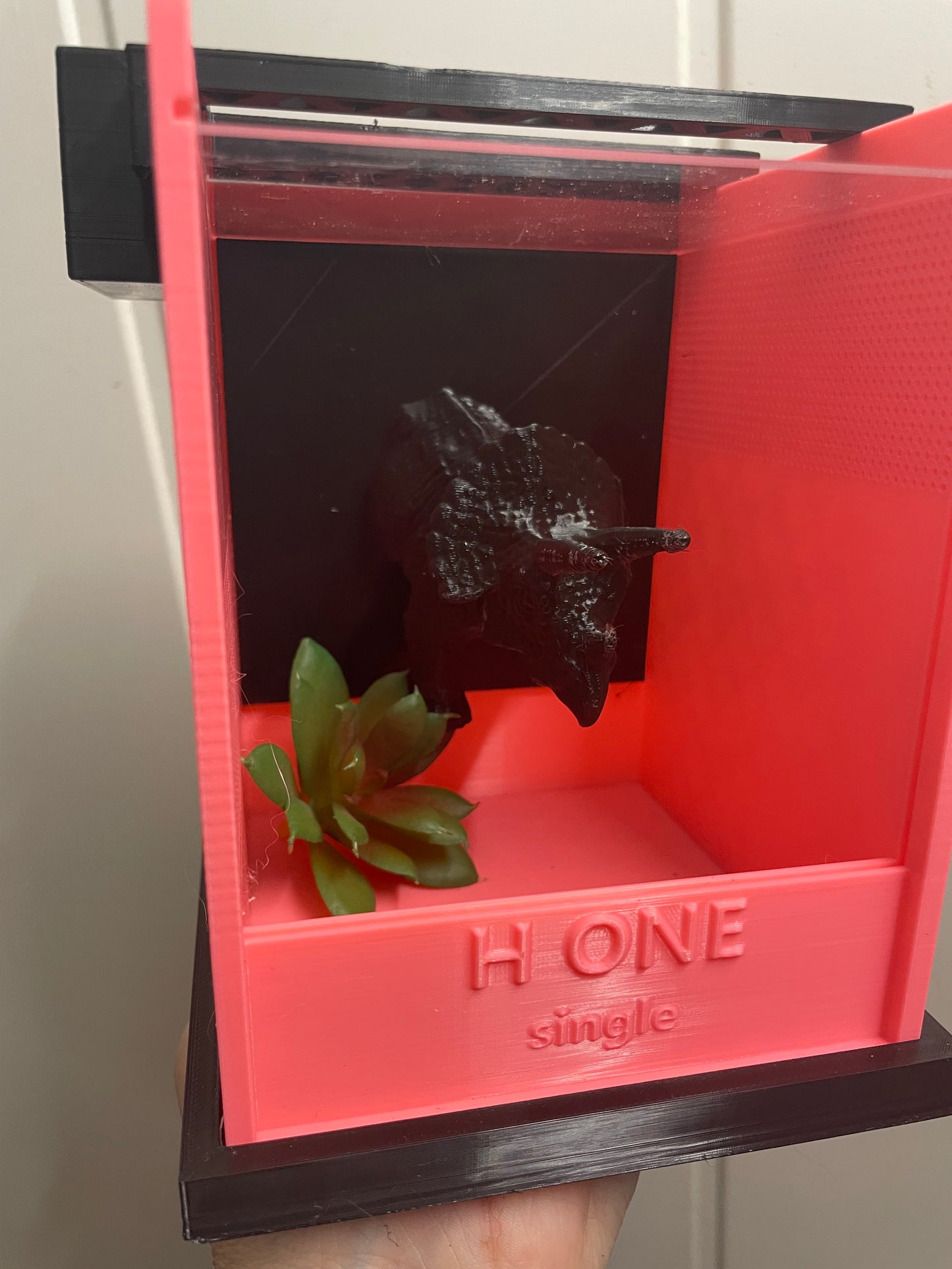 Terrarium " H one ' Single pour phidippus régius