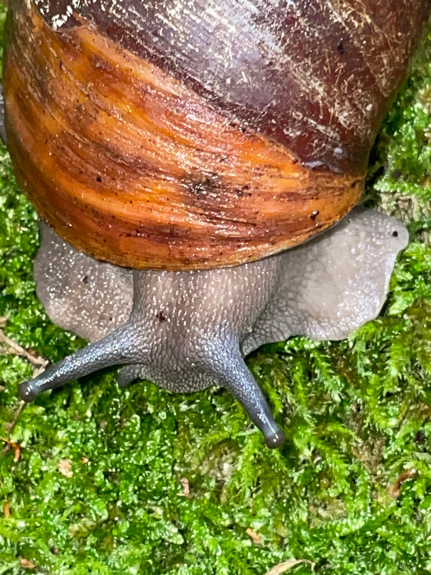 Archachatina marginata purpurea SP f1