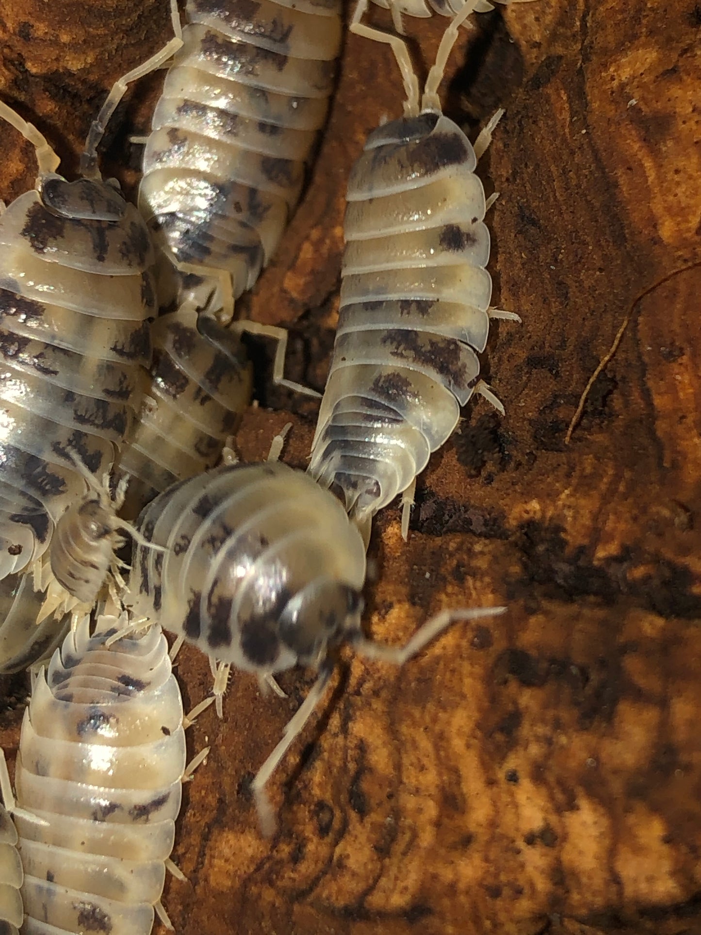 Porcellio leavis "Dairy cow"