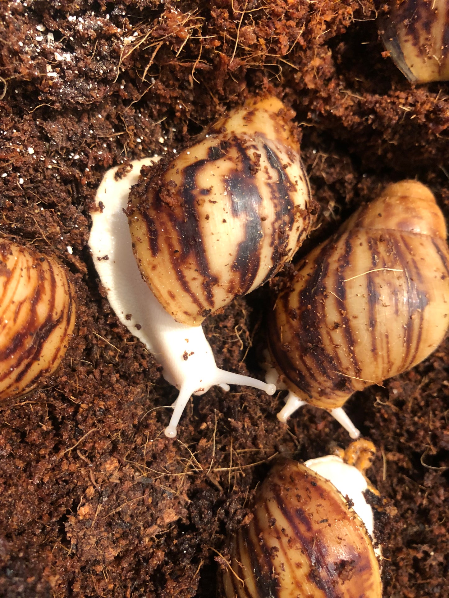 Archachatina Marginata Ovum Nigéria albinos