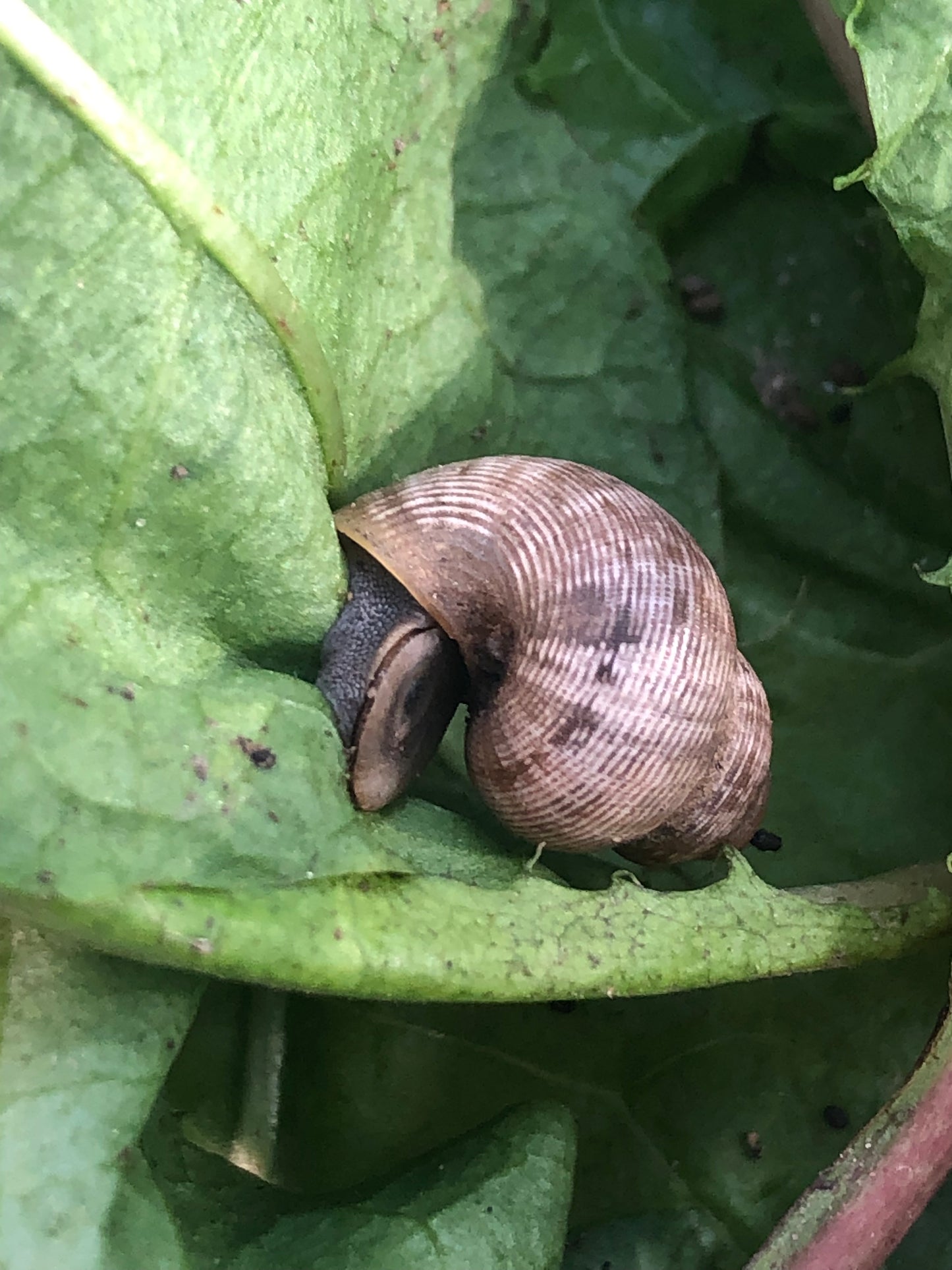 Pomatia Elegans