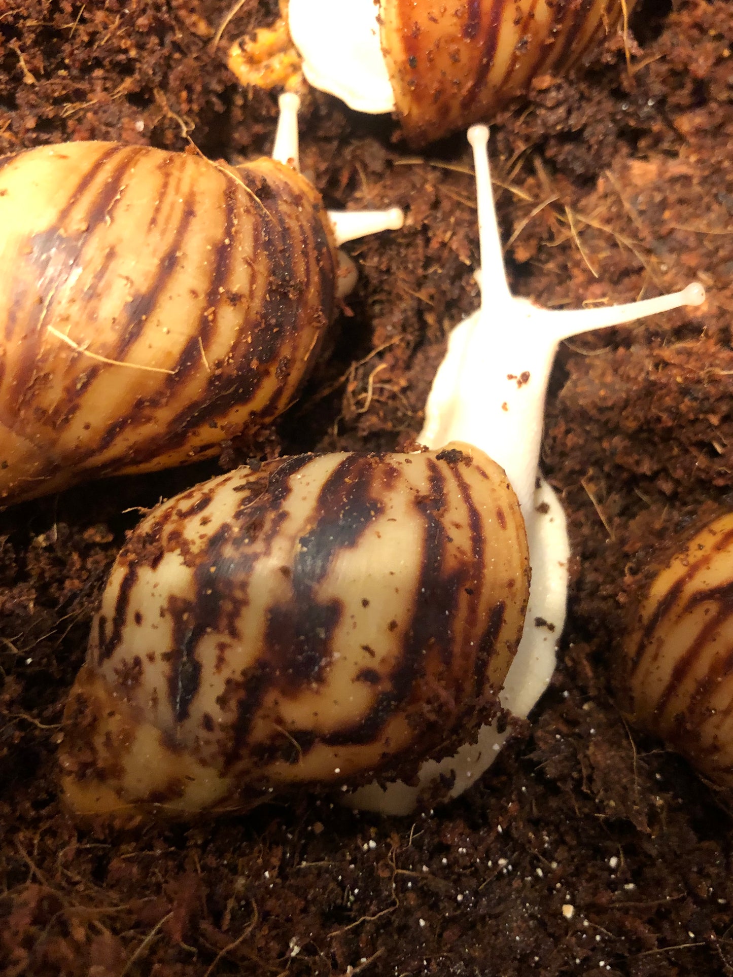 Archachatina Marginata Ovum Nigéria albinos