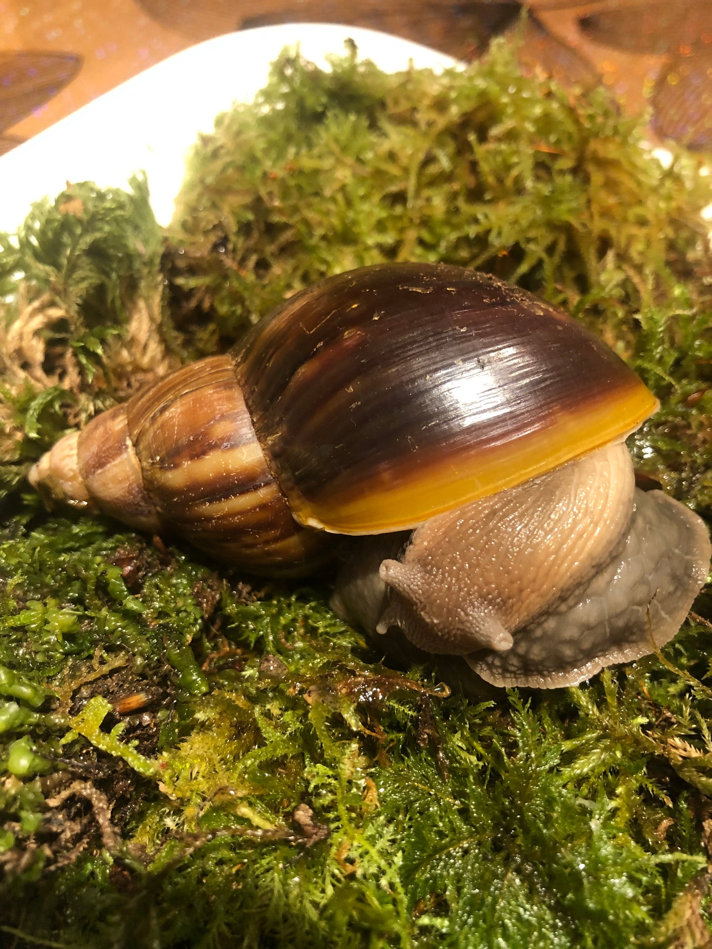 Lissachatina Fulica classique