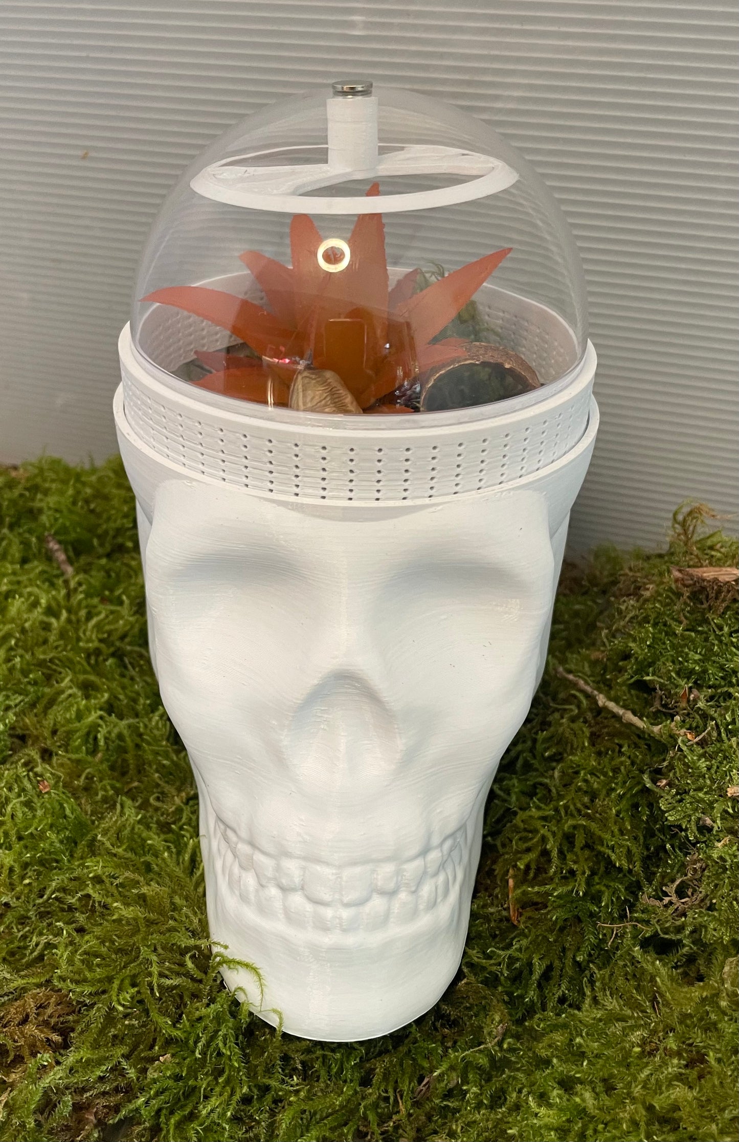 Terrarium Tête de Mort skull pour phidippus régius ou petits animaux