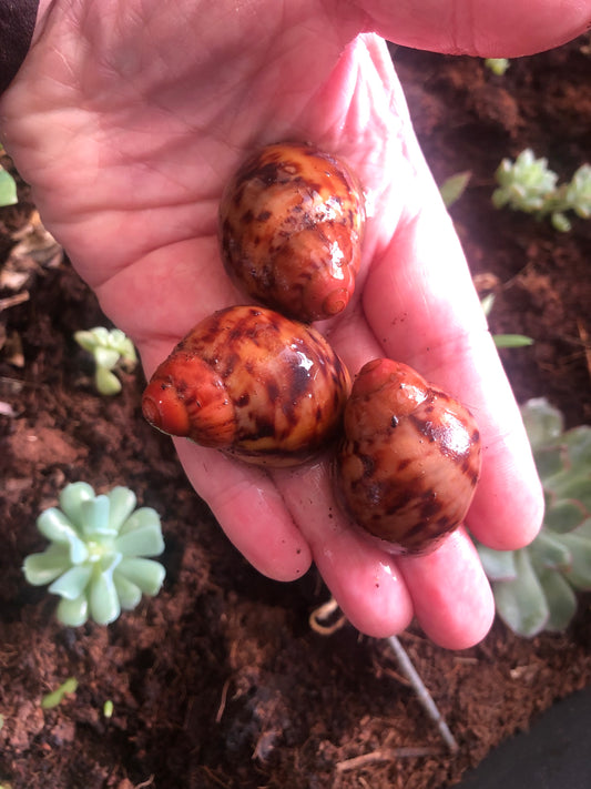 Archachatina Marginata Suturalis pied foncé f1