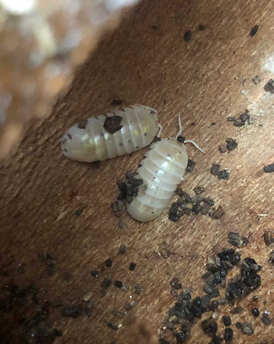 Armadillidium vulgare "Magic Potion" - Isopode