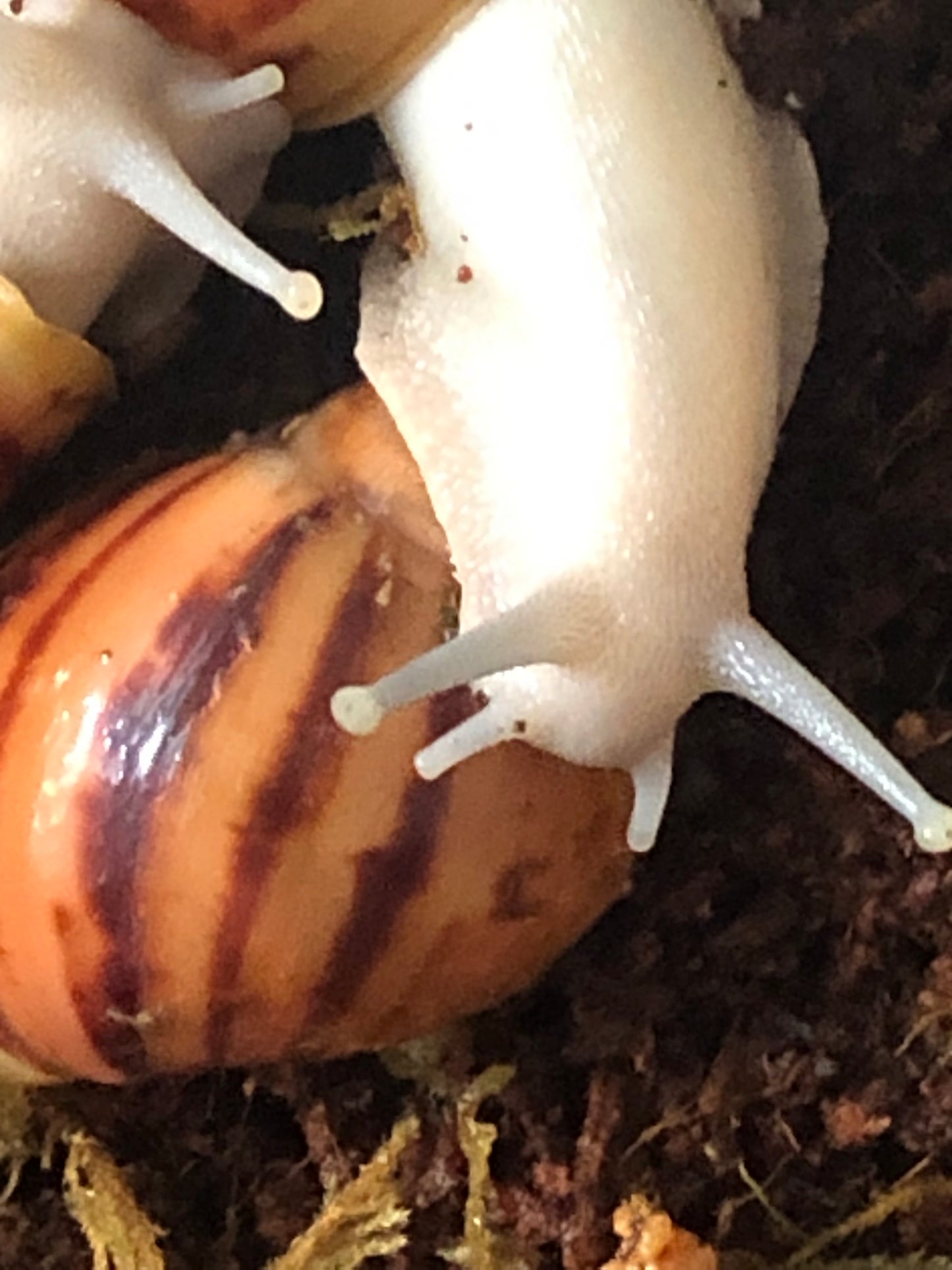 Archachatina marginata Suturalis pied silver