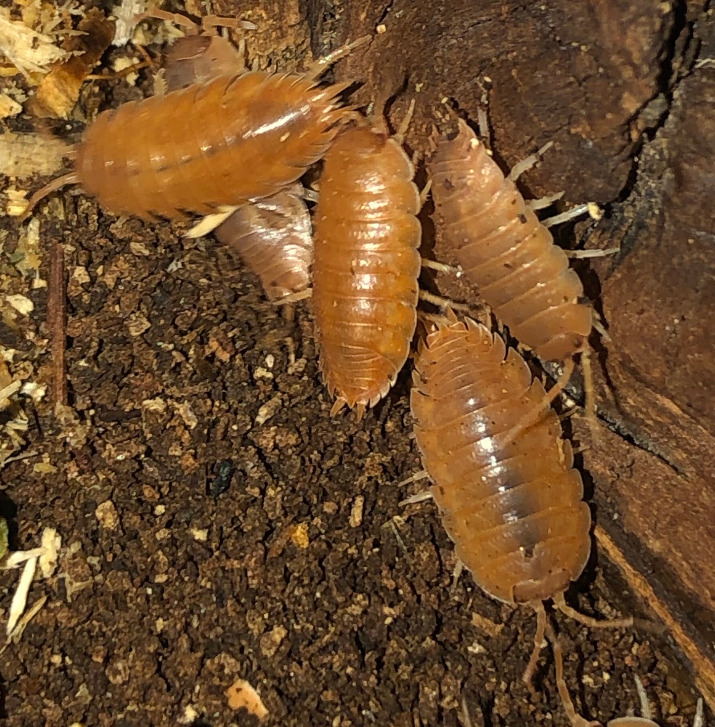 Porcellio leavis  "orange"