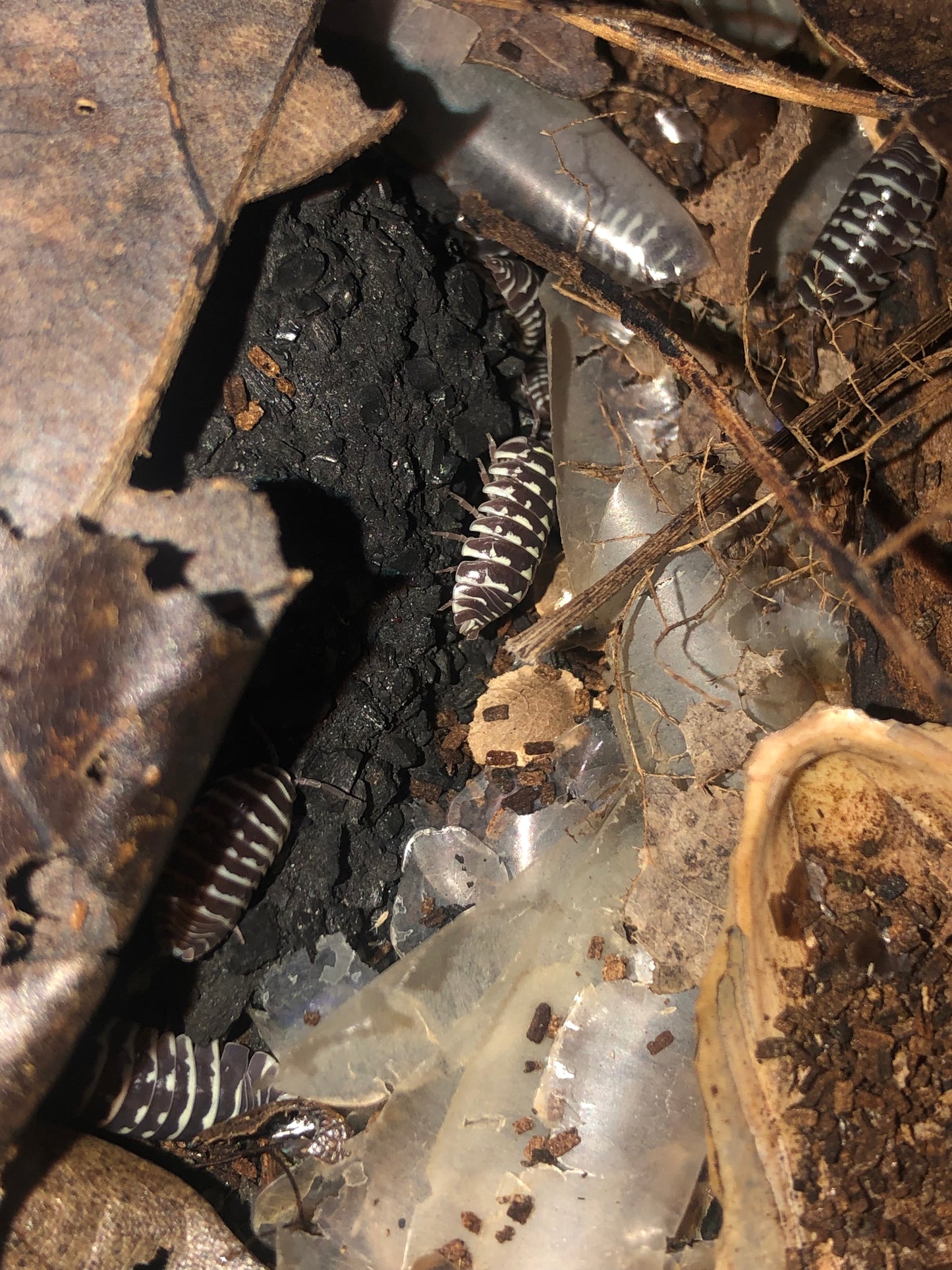 Armadillidium maculatum "zebré"