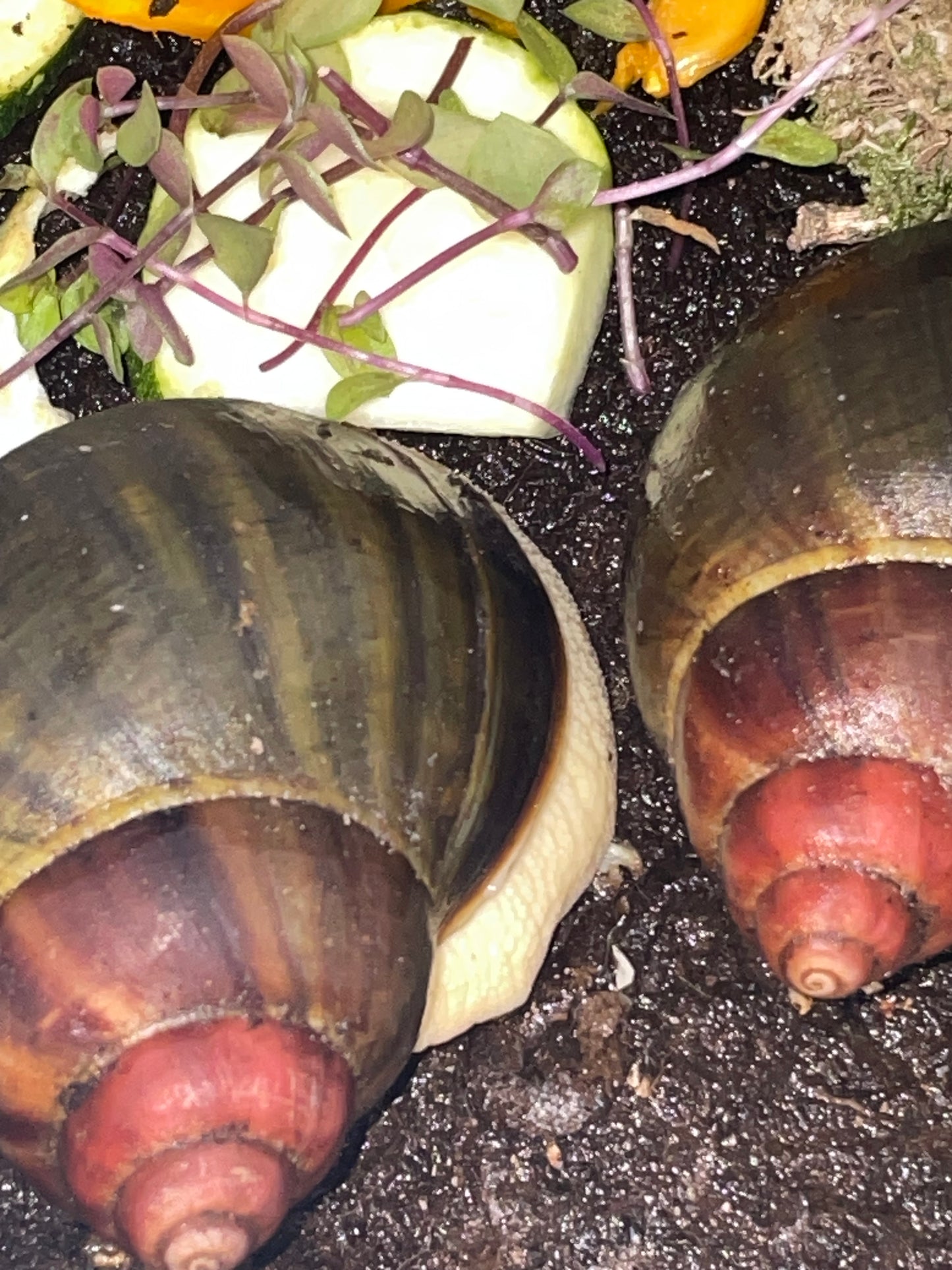 Archachatina Rhodostoma  bénin pied albinos