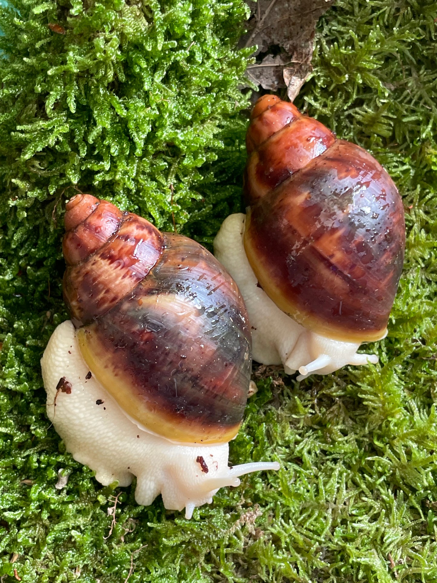 Archachatina Puerlati/Puylaerty classique pied foncé ou albinos