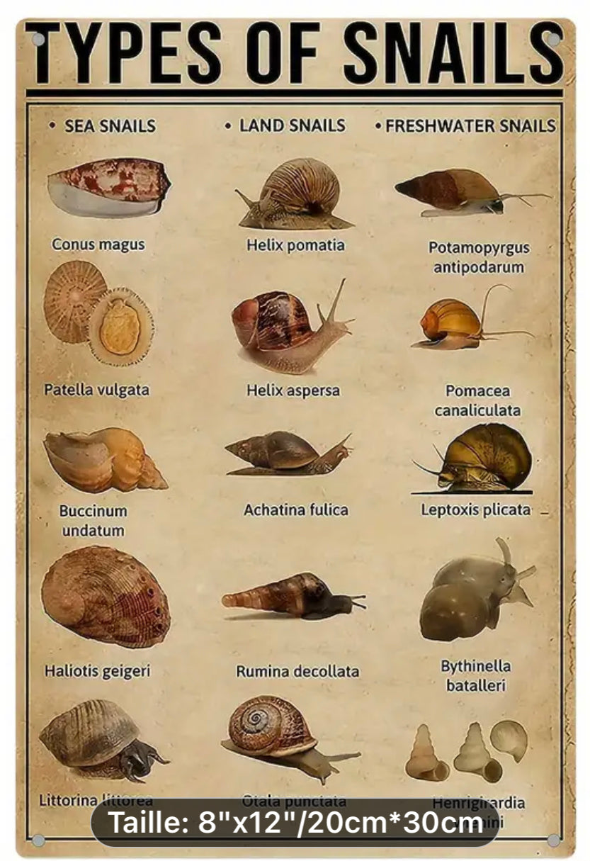 Affiche Toile type escargots