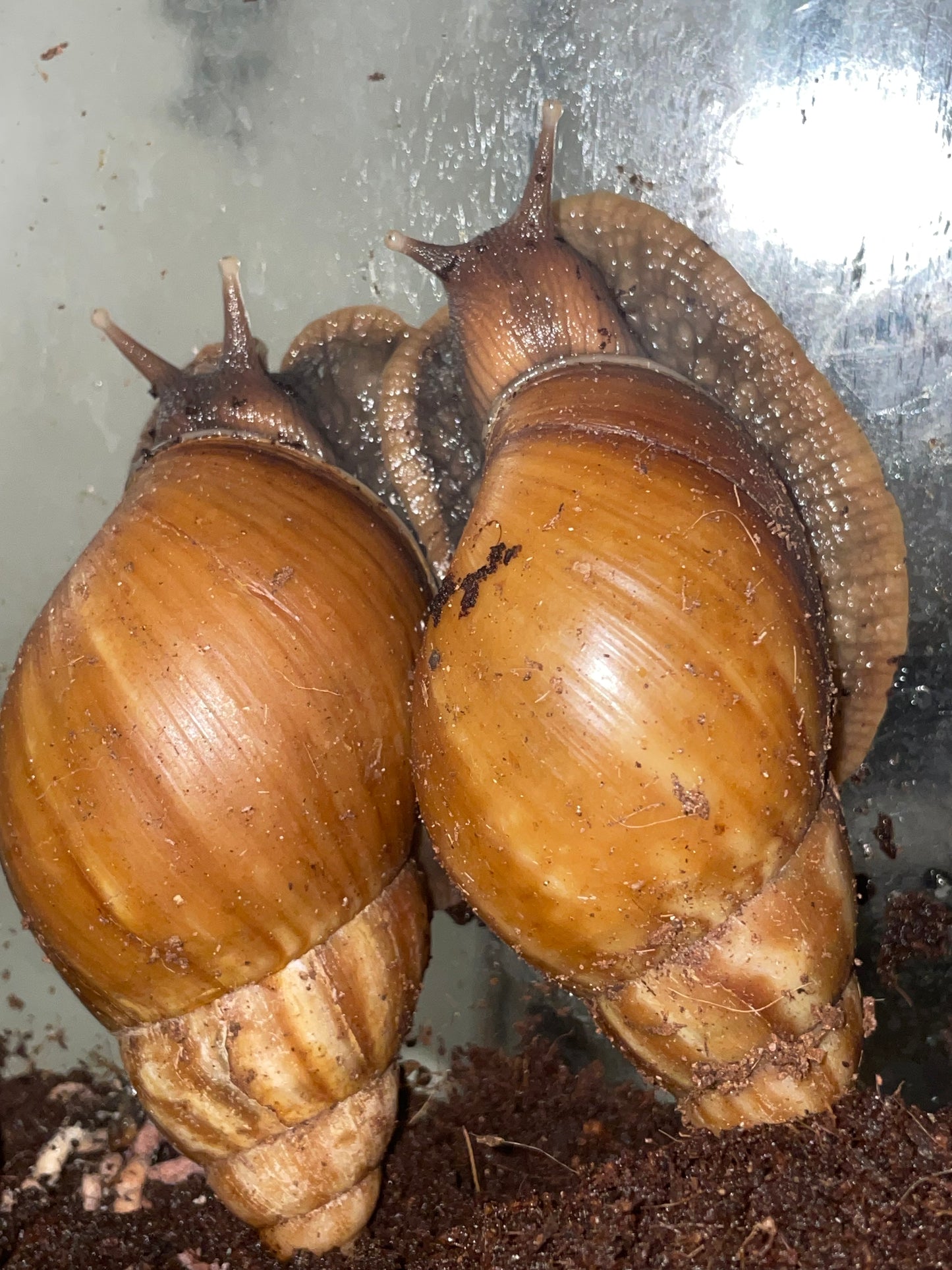 Lissachatina fulica Madagascar caramel light