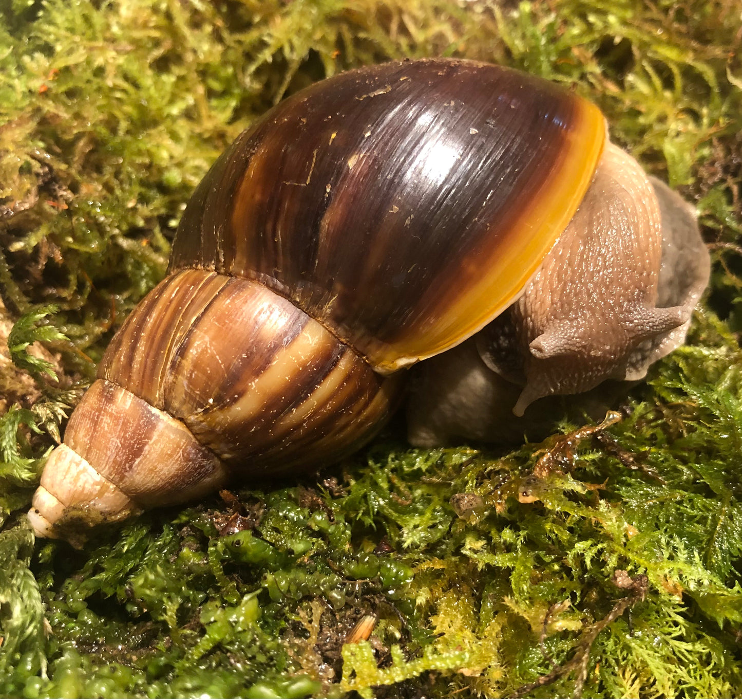 Lissachatina Fulica classique